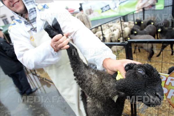 Un miel este expus pentru vanzare, in targul din piata `Aparatorii Patriei` din Bucuresti, miercuri, 16 aprilie 2014. Conform normelor Uniunii Europene, atat in... Foto: Diana Zaharia.